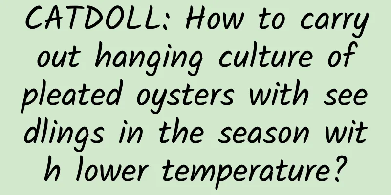 CATDOLL: How to carry out hanging culture of pleated oysters with seedlings in the season with lower temperature?