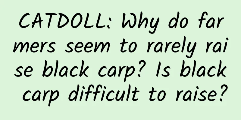 CATDOLL: Why do farmers seem to rarely raise black carp? Is black carp difficult to raise?