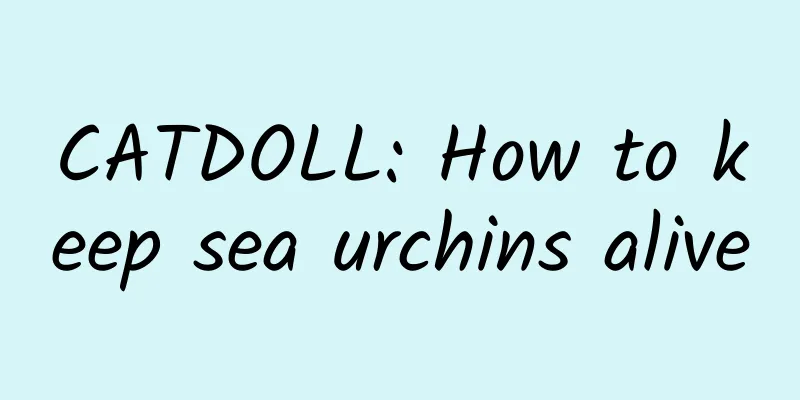 CATDOLL: How to keep sea urchins alive