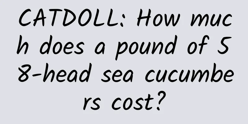 CATDOLL: How much does a pound of 58-head sea cucumbers cost?
