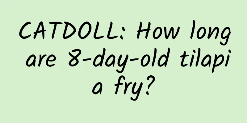 CATDOLL: How long are 8-day-old tilapia fry?