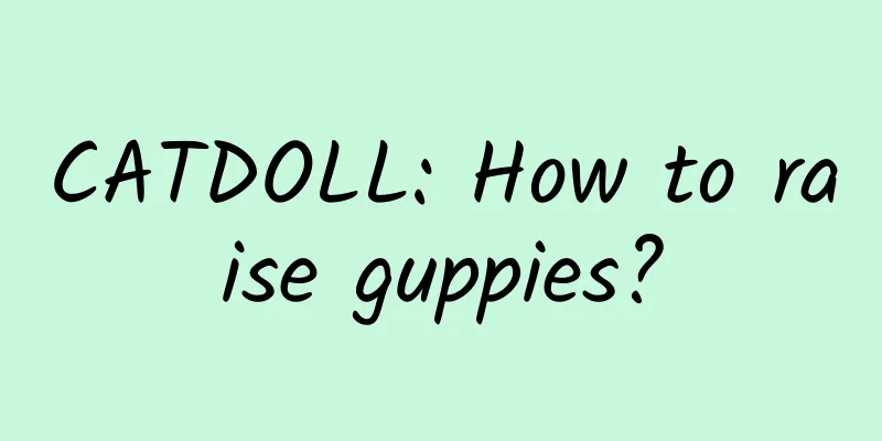 CATDOLL: How to raise guppies?
