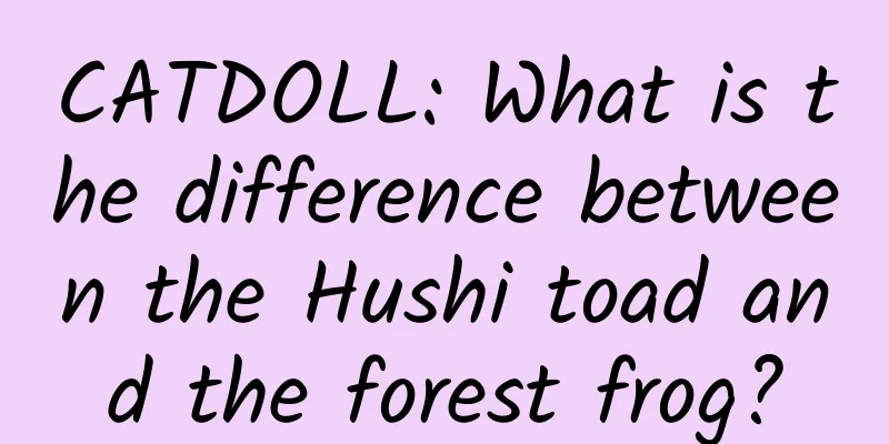CATDOLL: What is the difference between the Hushi toad and the forest frog?