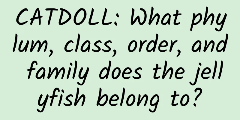 CATDOLL: What phylum, class, order, and family does the jellyfish belong to?