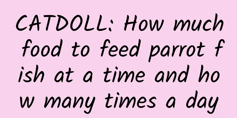 CATDOLL: How much food to feed parrot fish at a time and how many times a day