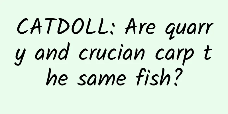CATDOLL: Are quarry and crucian carp the same fish?
