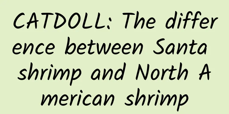 CATDOLL: The difference between Santa shrimp and North American shrimp