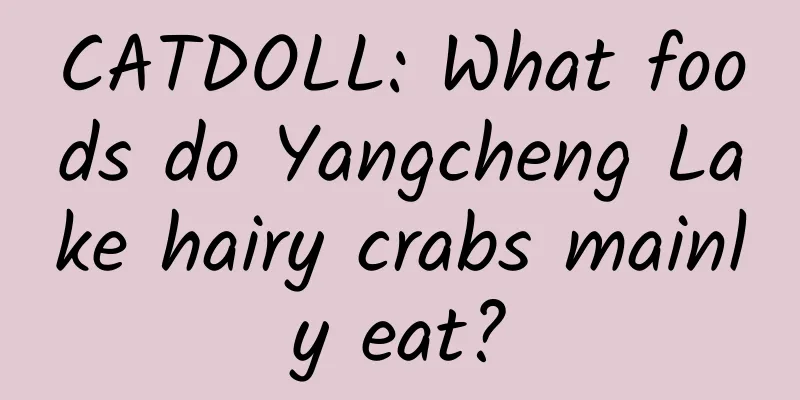 CATDOLL: What foods do Yangcheng Lake hairy crabs mainly eat?