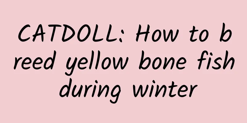 CATDOLL: How to breed yellow bone fish during winter