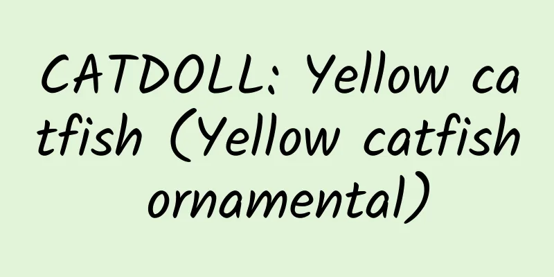 CATDOLL: Yellow catfish (Yellow catfish ornamental)