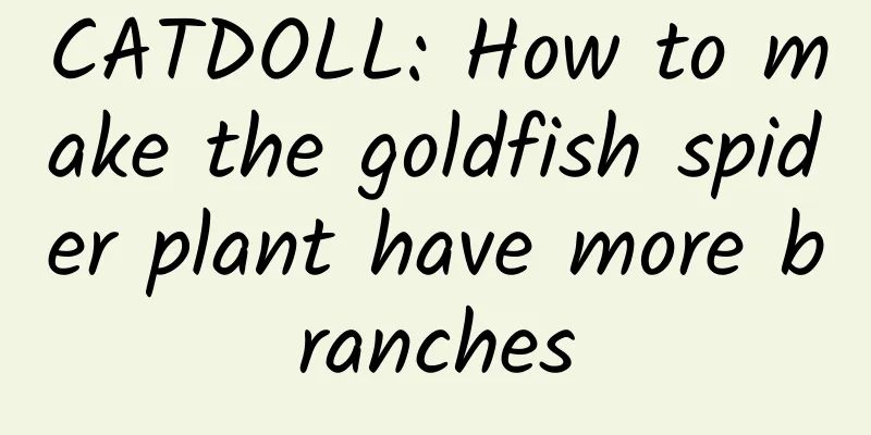 CATDOLL: How to make the goldfish spider plant have more branches