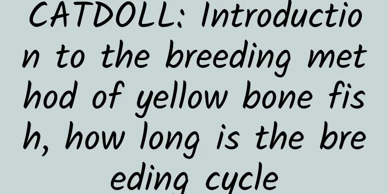 CATDOLL: Introduction to the breeding method of yellow bone fish, how long is the breeding cycle