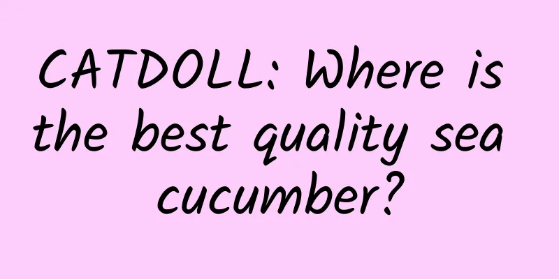 CATDOLL: Where is the best quality sea cucumber?