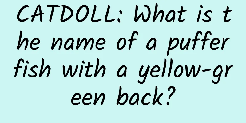 CATDOLL: What is the name of a pufferfish with a yellow-green back?