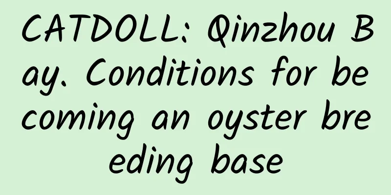 CATDOLL: Qinzhou Bay. Conditions for becoming an oyster breeding base
