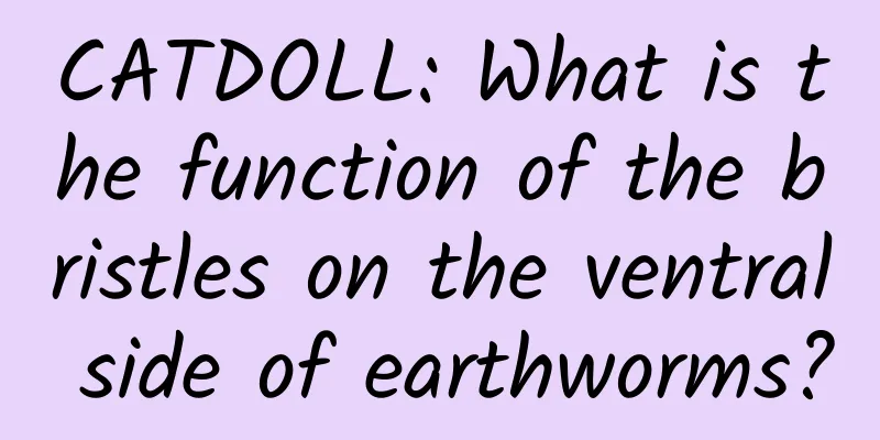 CATDOLL: What is the function of the bristles on the ventral side of earthworms?
