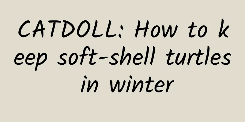 CATDOLL: How to keep soft-shell turtles in winter