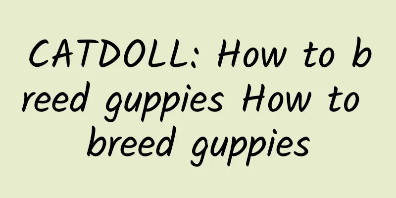 CATDOLL: How to breed guppies How to breed guppies