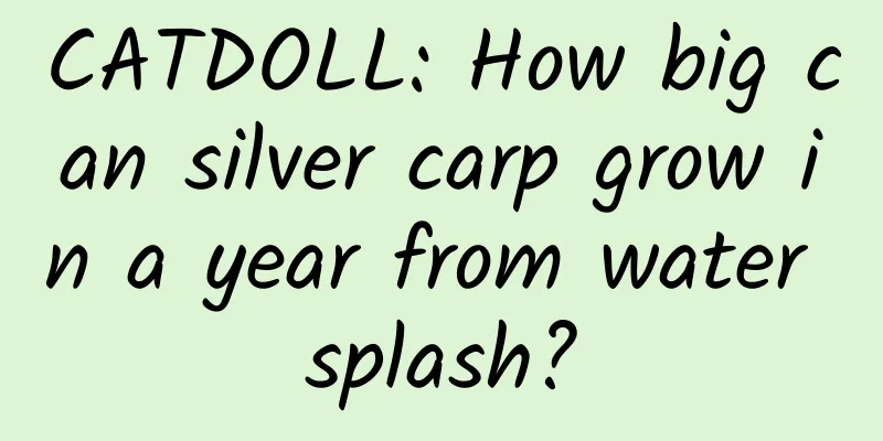 CATDOLL: How big can silver carp grow in a year from water splash?