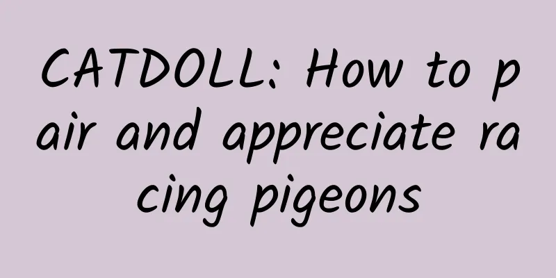 CATDOLL: How to pair and appreciate racing pigeons