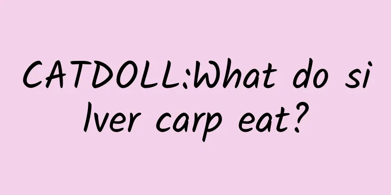 CATDOLL:What do silver carp eat?