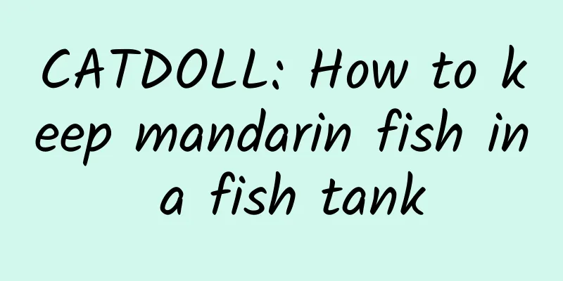 CATDOLL: How to keep mandarin fish in a fish tank