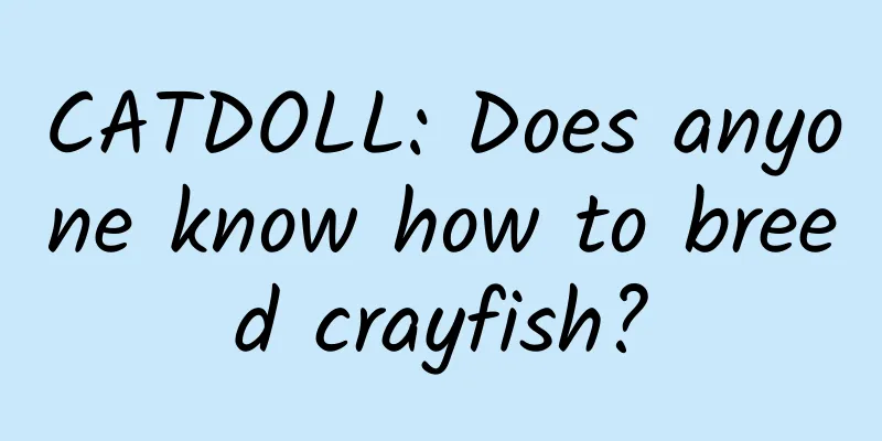 CATDOLL: Does anyone know how to breed crayfish?