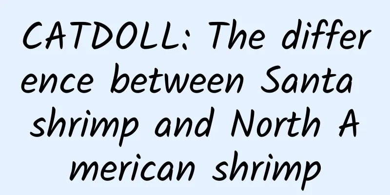 CATDOLL: The difference between Santa shrimp and North American shrimp