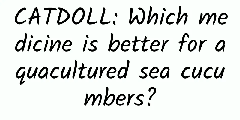 CATDOLL: Which medicine is better for aquacultured sea cucumbers?