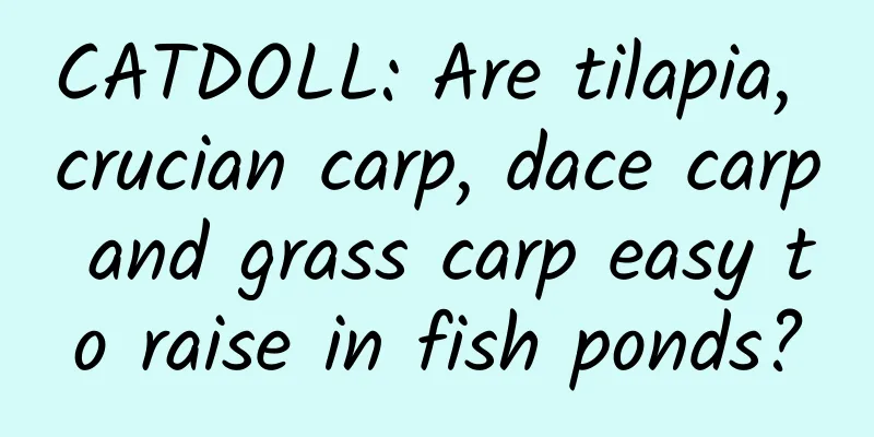 CATDOLL: Are tilapia, crucian carp, dace carp and grass carp easy to raise in fish ponds?
