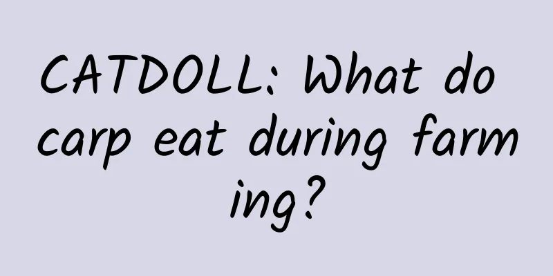 CATDOLL: What do carp eat during farming?