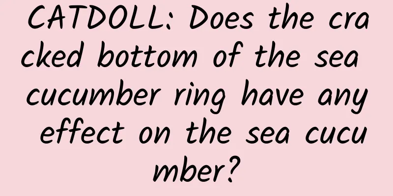 CATDOLL: Does the cracked bottom of the sea cucumber ring have any effect on the sea cucumber?