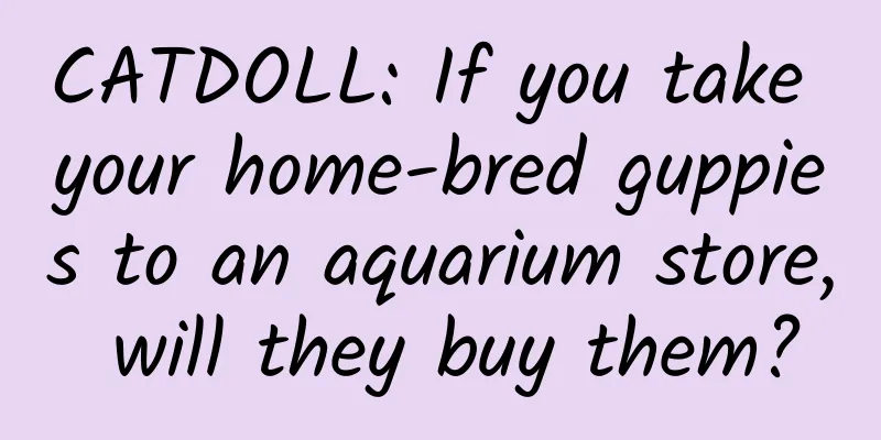 CATDOLL: If you take your home-bred guppies to an aquarium store, will they buy them?