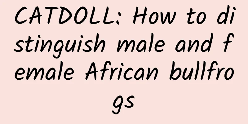 CATDOLL: How to distinguish male and female African bullfrogs