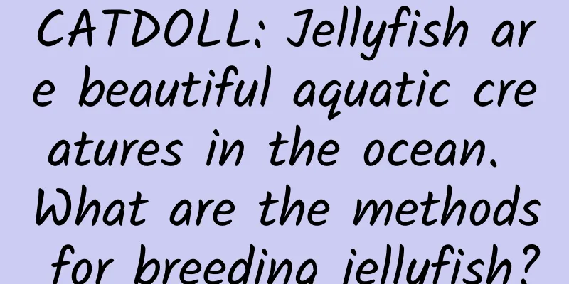 CATDOLL: Jellyfish are beautiful aquatic creatures in the ocean. What are the methods for breeding jellyfish?