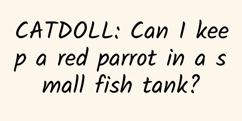 CATDOLL: Can I keep a red parrot in a small fish tank?