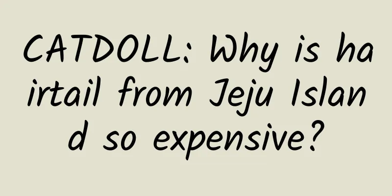 CATDOLL: Why is hairtail from Jeju Island so expensive?