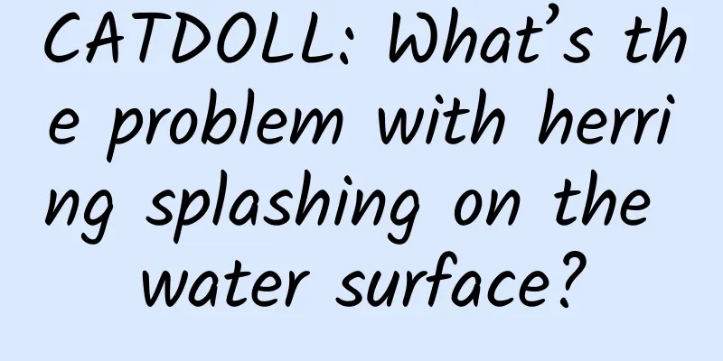 CATDOLL: What’s the problem with herring splashing on the water surface?