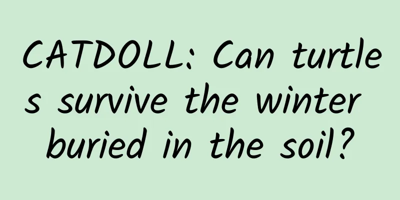 CATDOLL: Can turtles survive the winter buried in the soil?