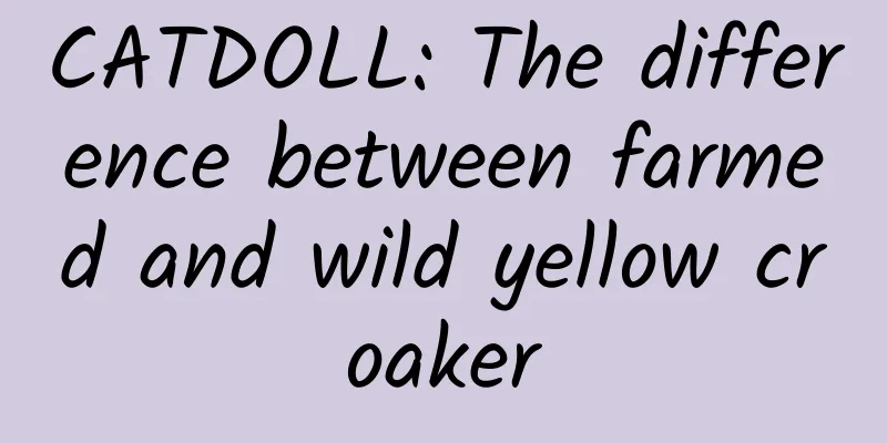 CATDOLL: The difference between farmed and wild yellow croaker