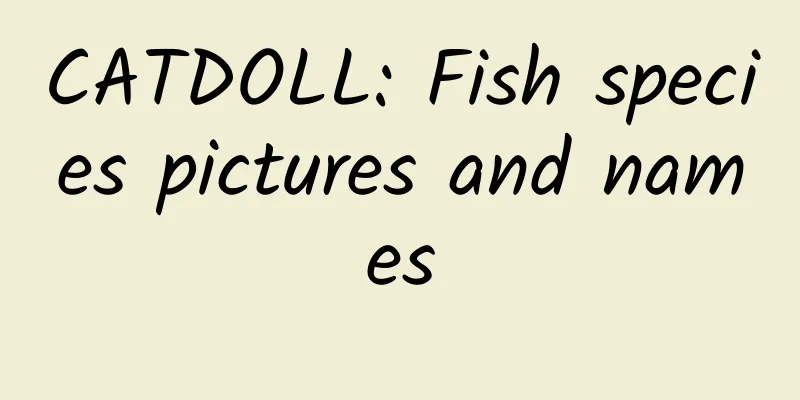 CATDOLL: Fish species pictures and names