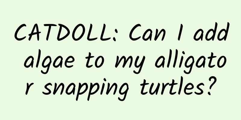 CATDOLL: Can I add algae to my alligator snapping turtles?