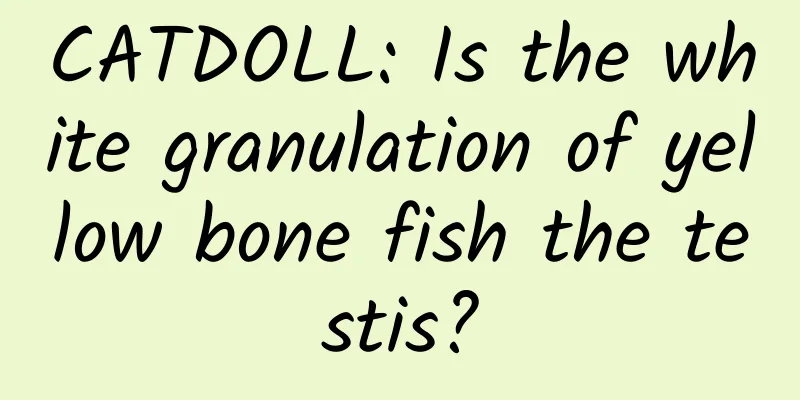 CATDOLL: Is the white granulation of yellow bone fish the testis?