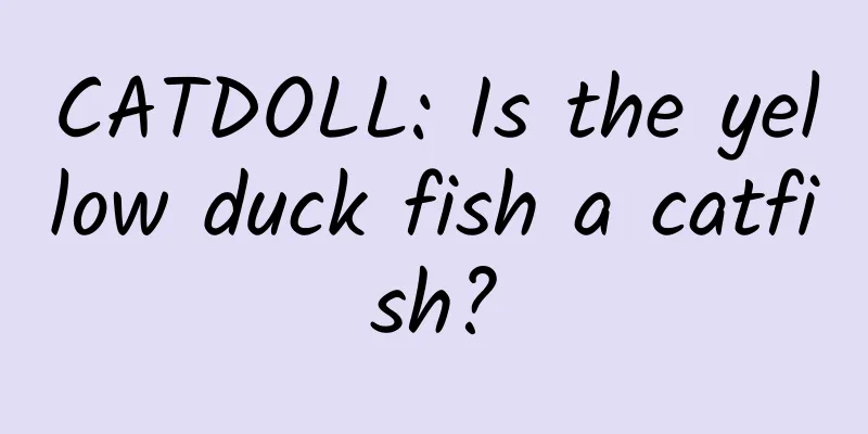 CATDOLL: Is the yellow duck fish a catfish?