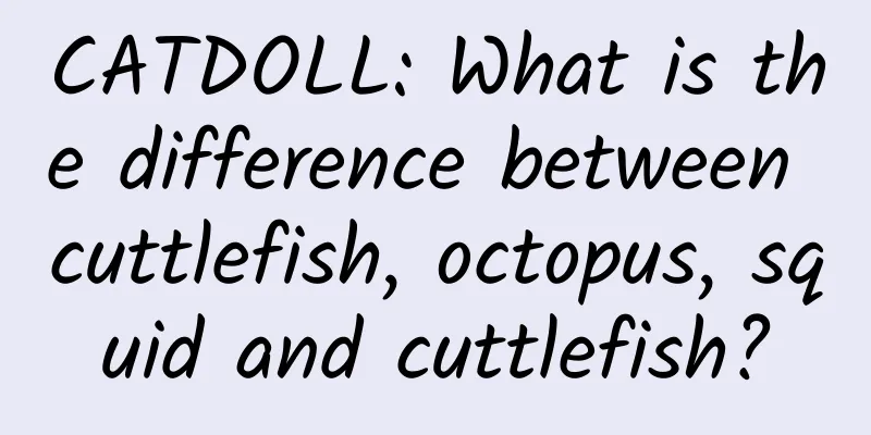 CATDOLL: What is the difference between cuttlefish, octopus, squid and cuttlefish?