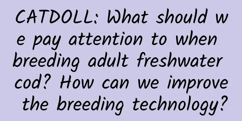 CATDOLL: What should we pay attention to when breeding adult freshwater cod? How can we improve the breeding technology?