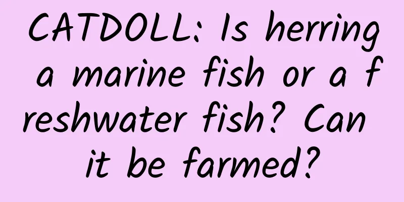 CATDOLL: Is herring a marine fish or a freshwater fish? Can it be farmed?