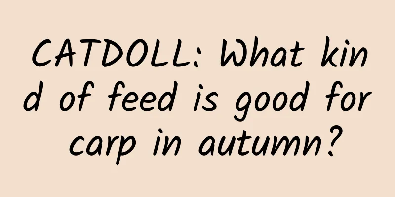 CATDOLL: What kind of feed is good for carp in autumn?