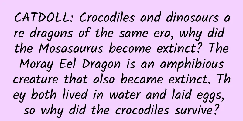 CATDOLL: Crocodiles and dinosaurs are dragons of the same era, why did the Mosasaurus become extinct? The Moray Eel Dragon is an amphibious creature that also became extinct. They both lived in water and laid eggs, so why did the crocodiles survive?