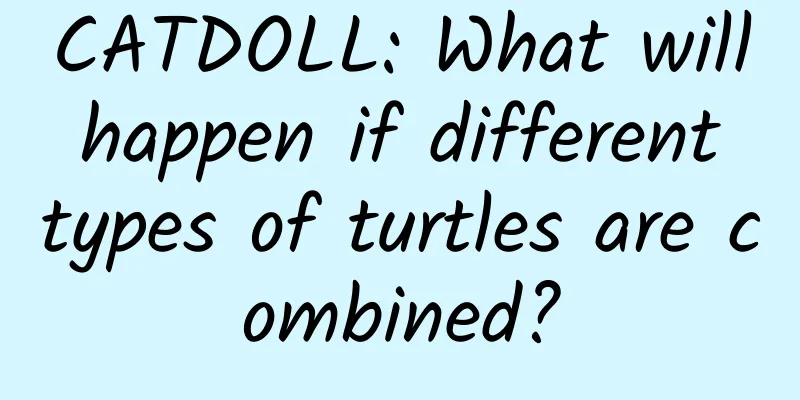 CATDOLL: What will happen if different types of turtles are combined?